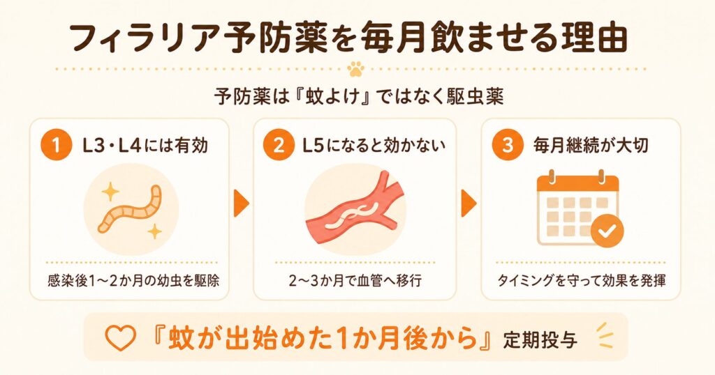 犬のフィラリア予防薬を毎月飲ませる理由を示す解説イラスト。薬の効果の仕組みと投与間隔を守る大切さを図解