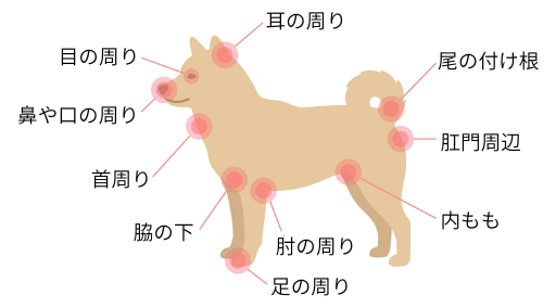 犬のマダニが付きやすい部位を示したイラスト