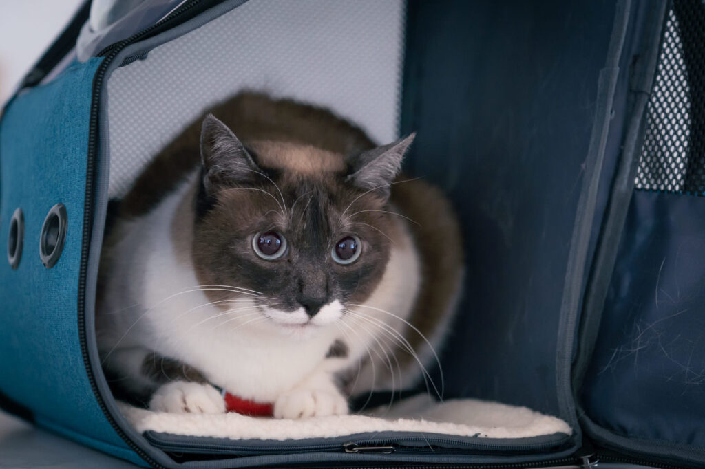 獣医師おすすめのリュック型キャリーの中でくつろぐシャム系の猫。前が開くタイプで猫が快適に過ごす様子