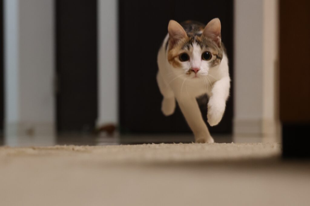 走る猫