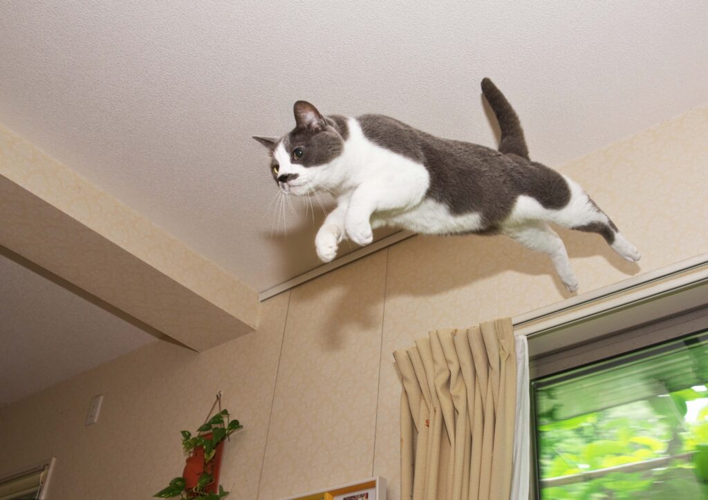 飛び降りている猫