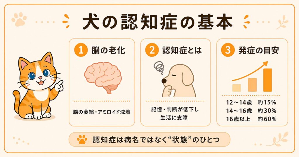 犬の認知症は脳の萎縮やアミロイド沈着で起こる状態で、12〜14歳で約15%、16歳以上では約60%が発症すると図解したスライド