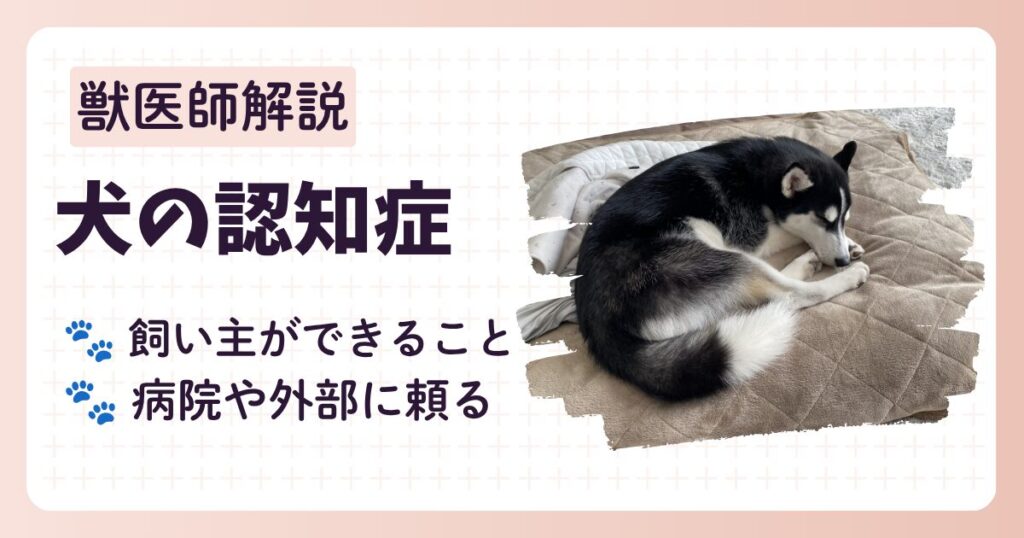 犬の認知症についてのブログ記事のアイキャッチ。認知症の進行状況毎に症状や飼い主さんができること、1人で抱え込まないコツを獣医師が解説する。