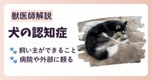 犬の認知症についてのブログ記事のアイキャッチ。認知症の進行状況毎に症状や飼い主さんができること、1人で抱え込まないコツを獣医師が解説する。