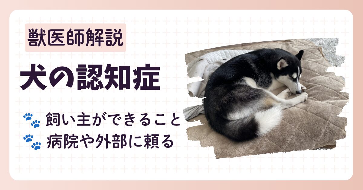 犬の認知症についてのブログ記事のアイキャッチ。認知症の進行状況毎に症状や飼い主さんができること、1人で抱え込まないコツを獣医師が解説する。