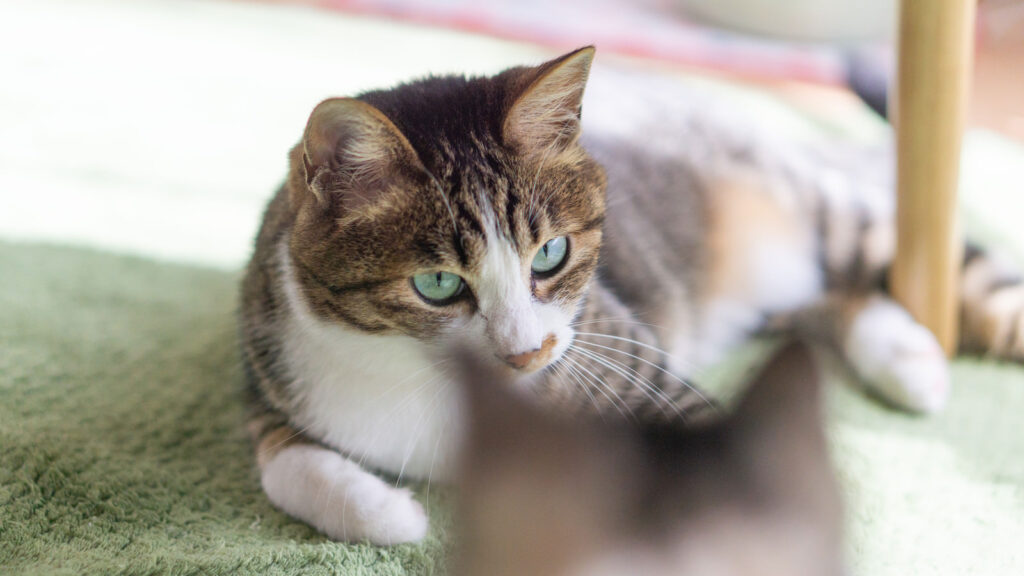 マットにのっている猫