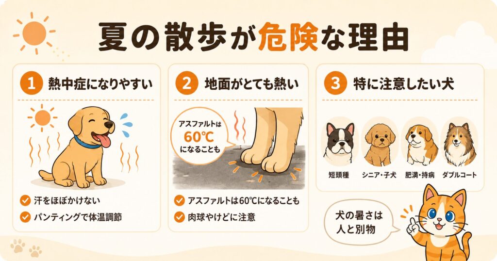 夏の犬の散歩が危険な理由を図解したイラスト。熱中症になりやすいこと、アスファルトが60℃と熱いこと、短頭種やシニア犬など特に注意したい犬を示している