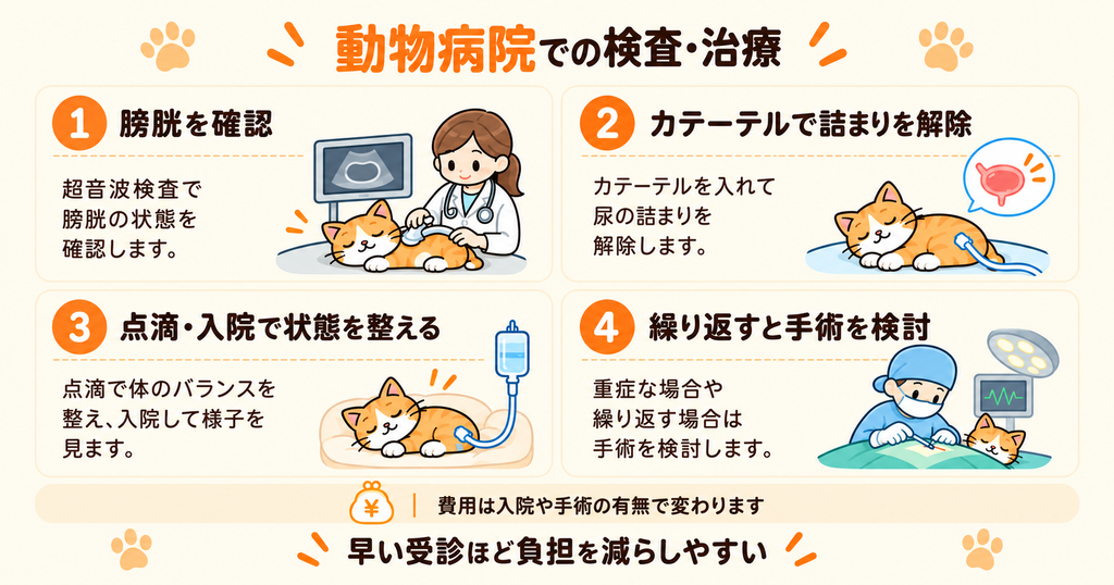 尿道閉塞が疑われる猫に対し、動物病院で行う検査や処置、入院・手術の流れをまとめた図解